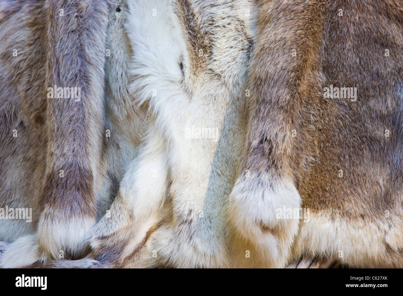 Caribou Fur displayed in Inuit (Native American) village along the Chena River in Alaska. Stock Photo