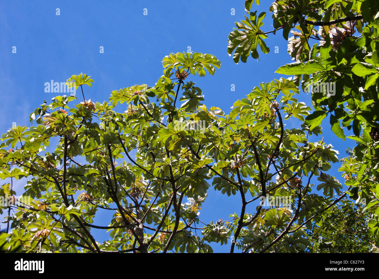 Leaves of Cecropia tree in Costa Rica. Stock Photo