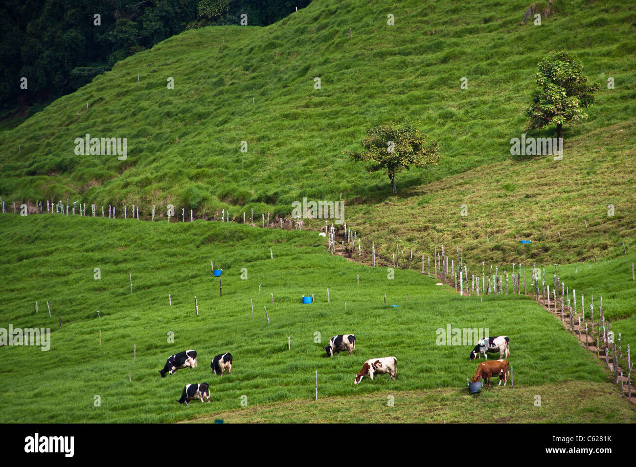Cows on Mountainside in Costa Rica highlands Stock Photo - Alamy