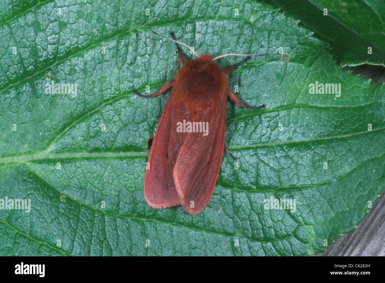 Ruby Tiger moth on leaf. Somerset. UK Stock Photo