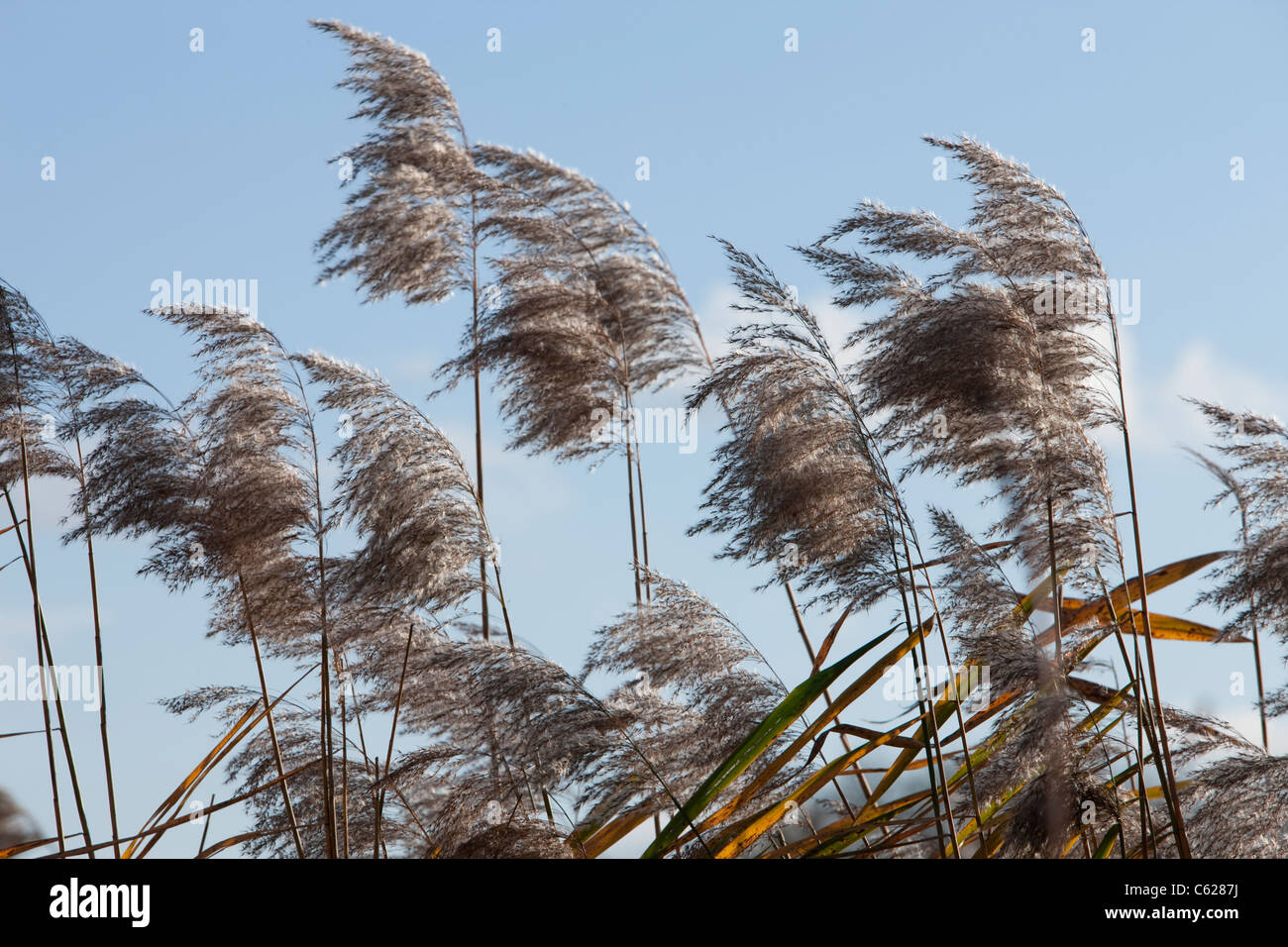 Wind Swept Zebra Grass, South Walsham Broad, Norfolk, UK Stock Photo