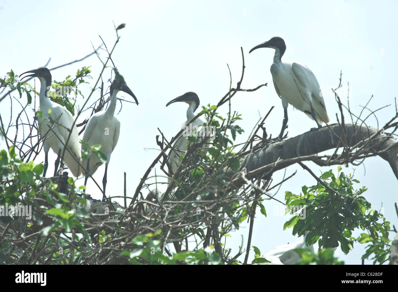Mysore[RM] Young Ibis colony  at Ranganathittu Birds Sanctuary . Stock Photo