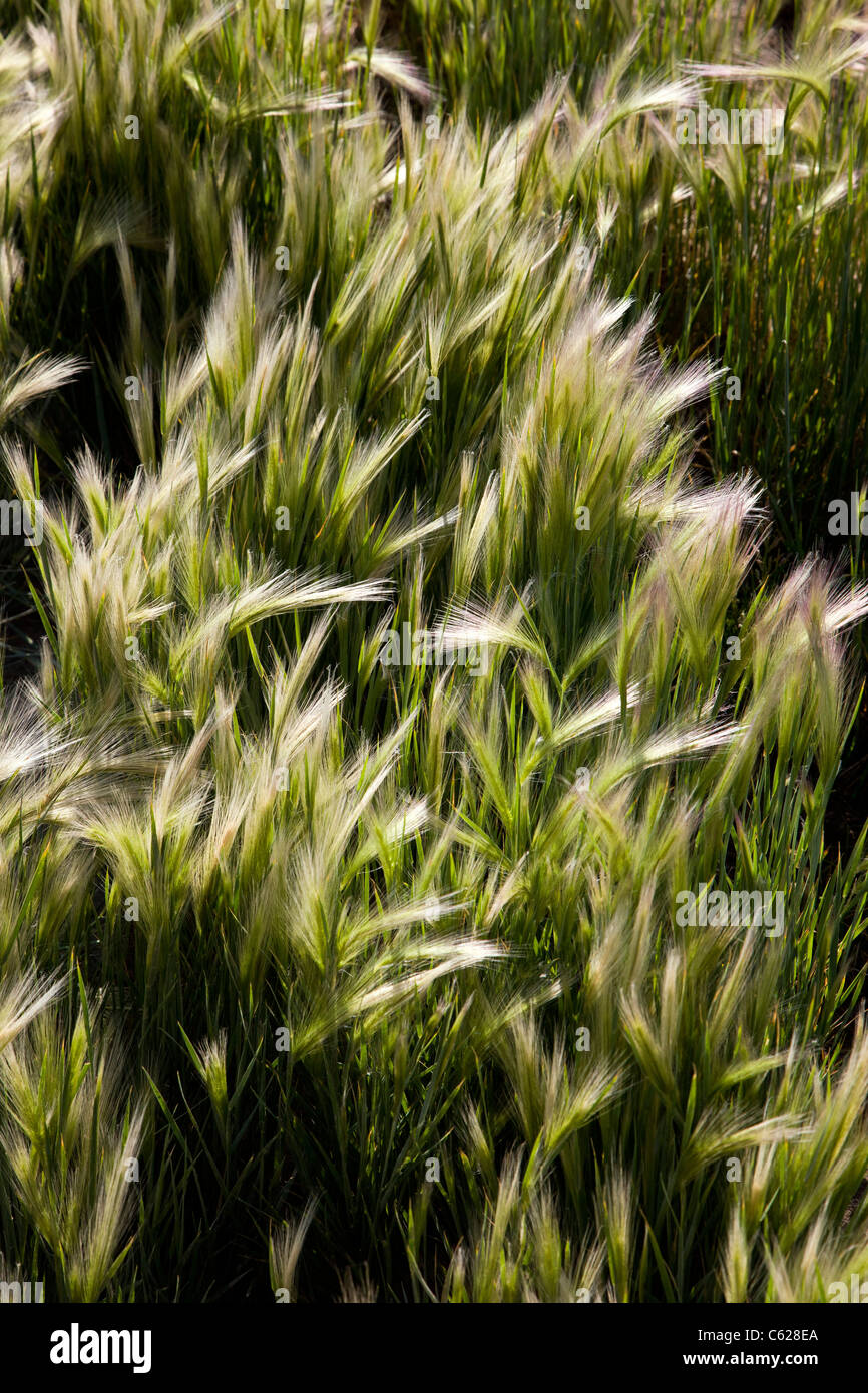 Hordeum jubatum (Foxtail barley) is a perennials plant species in the grass family Poaceae; Crested Butte, Colorado, USA Stock Photo