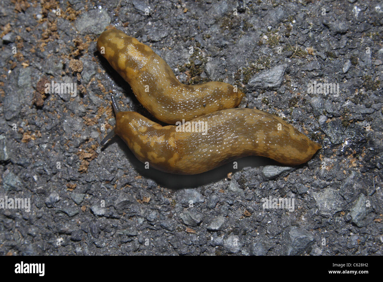 two yellow slugs on pavement Limax flavus Stock Photo