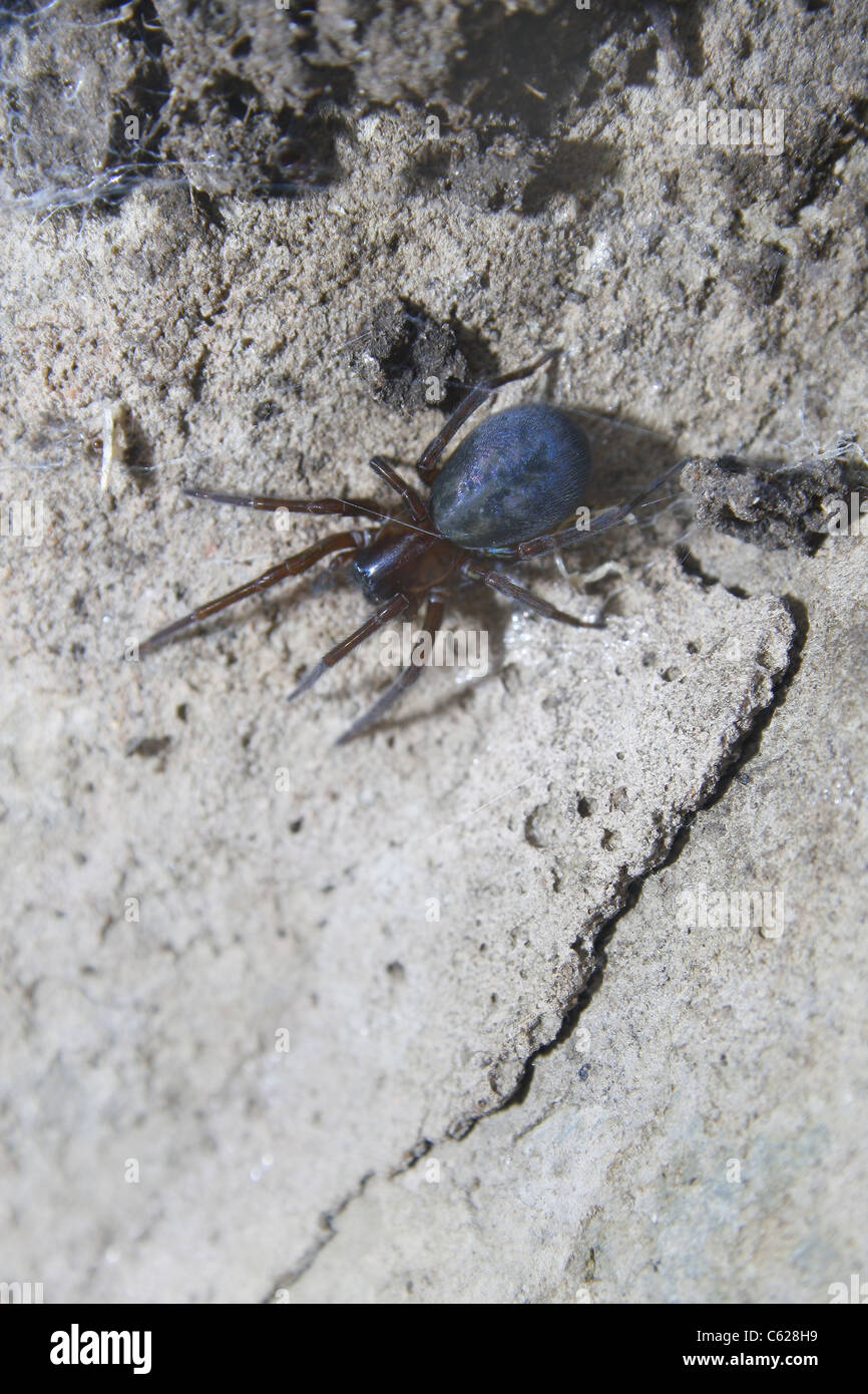 spider in old wheelbarrow Amaurobius similis Stock Photo