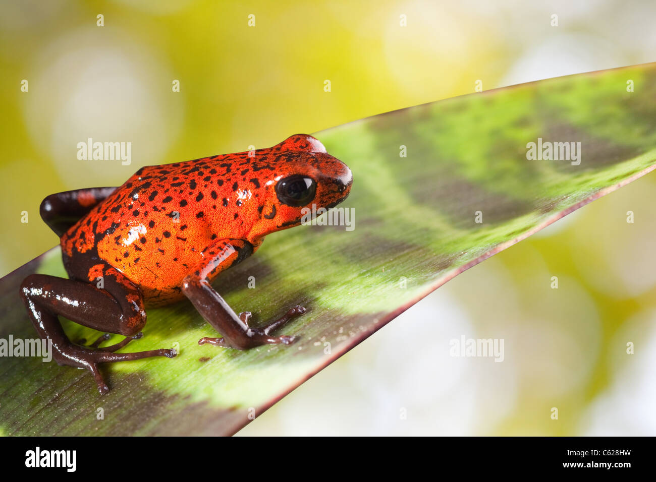 red poison dart frog Oophaga pumilio Stock Photo