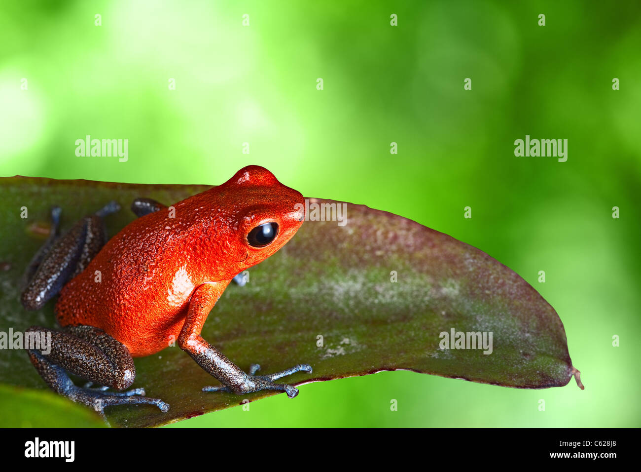 poison frog, red Oophaga pumilio on bromelia leaf in jungle of Costa Rica beautiful rainforest animal Stock Photo