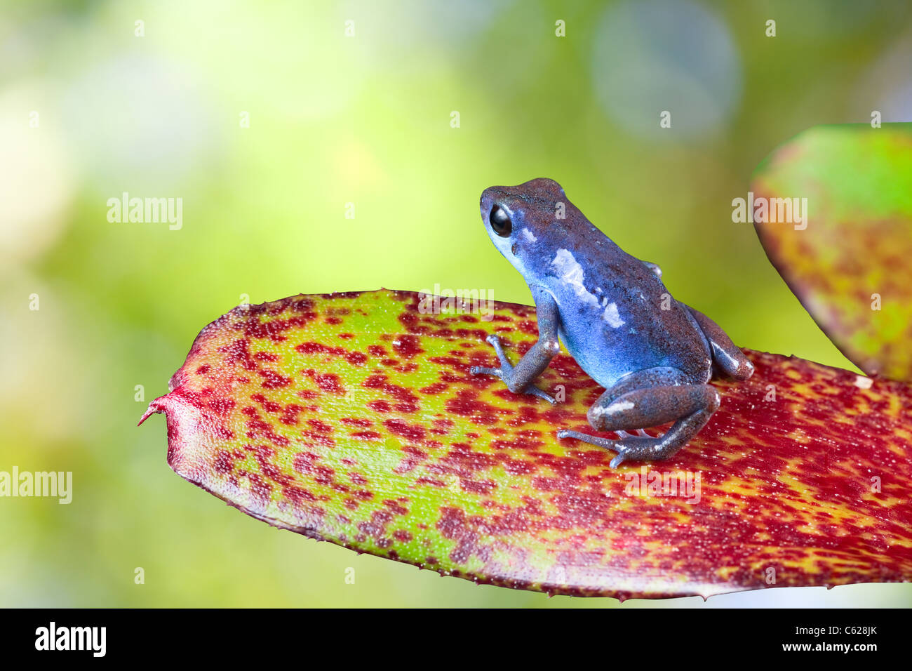 blue poison dart frog in rain forest Costa Rica or Panama Stock Photo