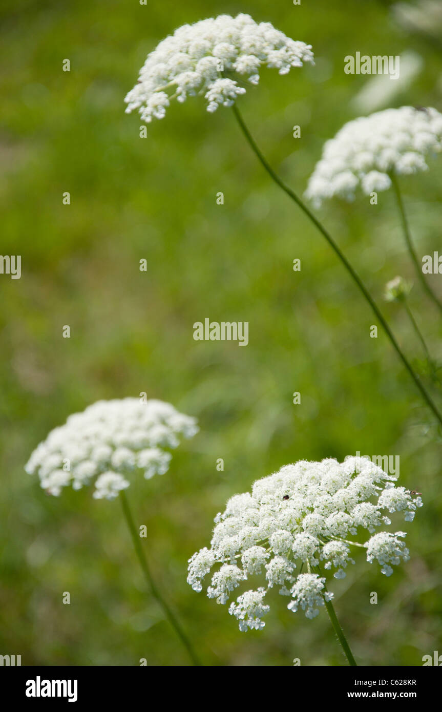 queen annes lace Stock Photo