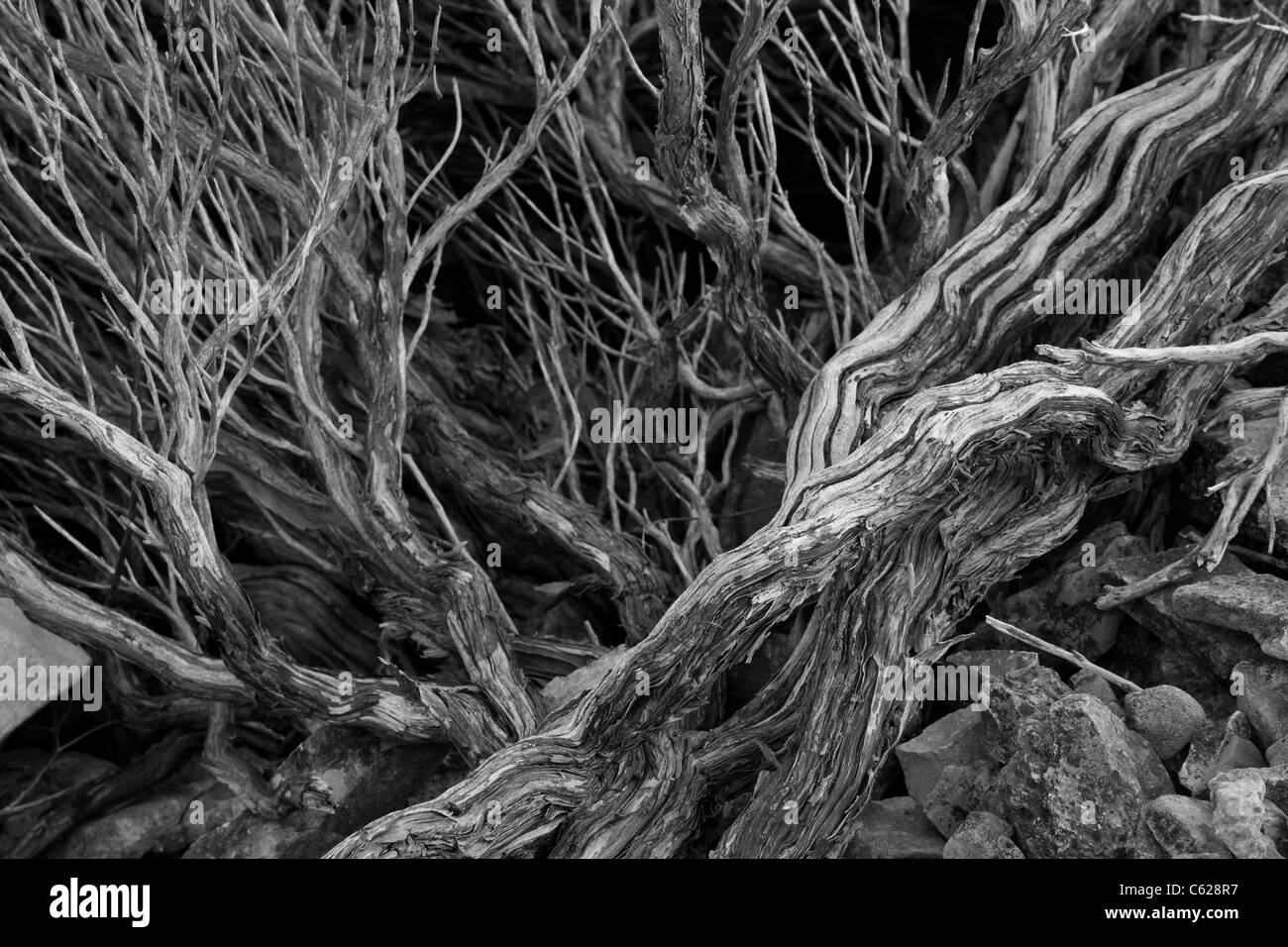 Lavender root on island Hvar, Dalmatia, Croatia Stock Photo