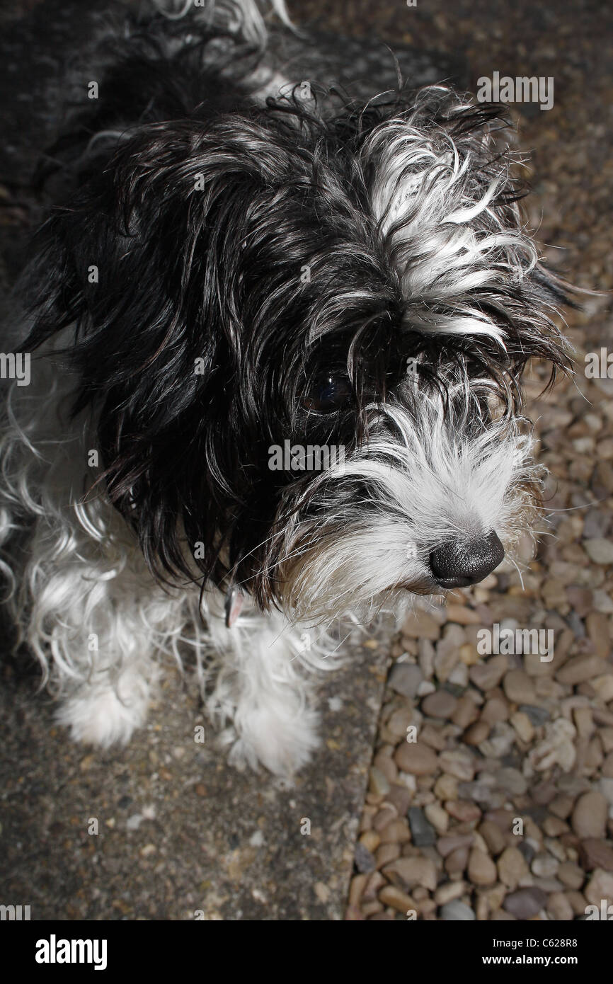 portrait of dog stood on paving slab Canis lupus familiaris Stock Photo Alamy