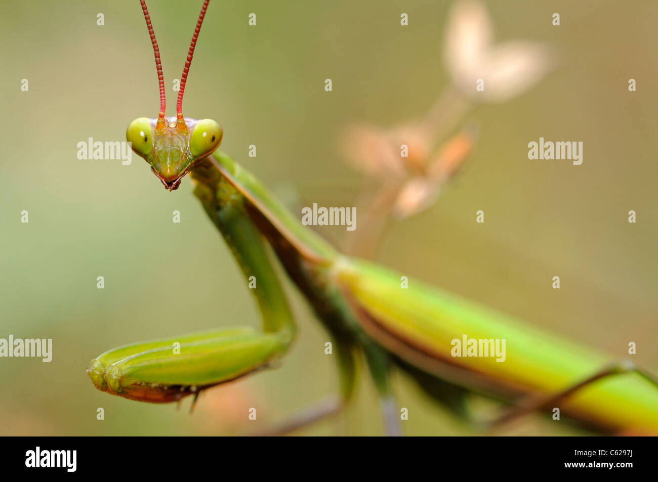 European Mantis or Praying mantis (Mantis religiosa), Alsace, France Stock Photo