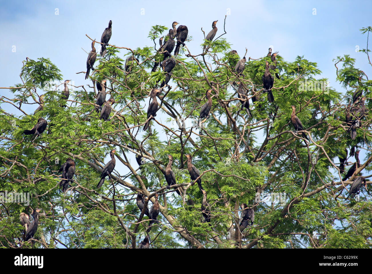 Cormorant roosting at Isla Los Pajaros. Stock Photo