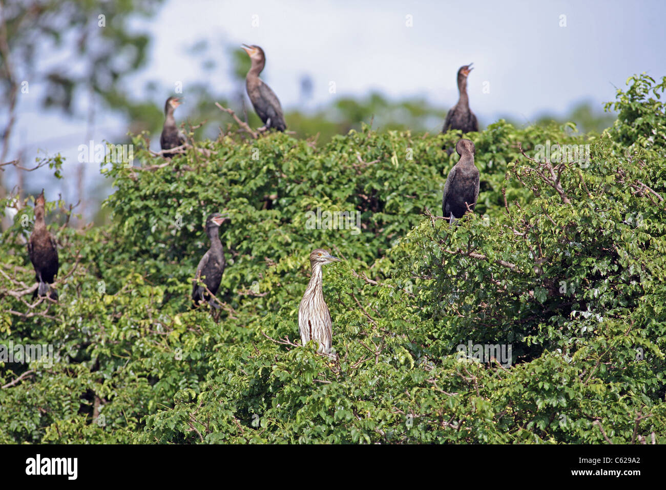 Cormorant roosting at Isla Los Pajaros. Stock Photo