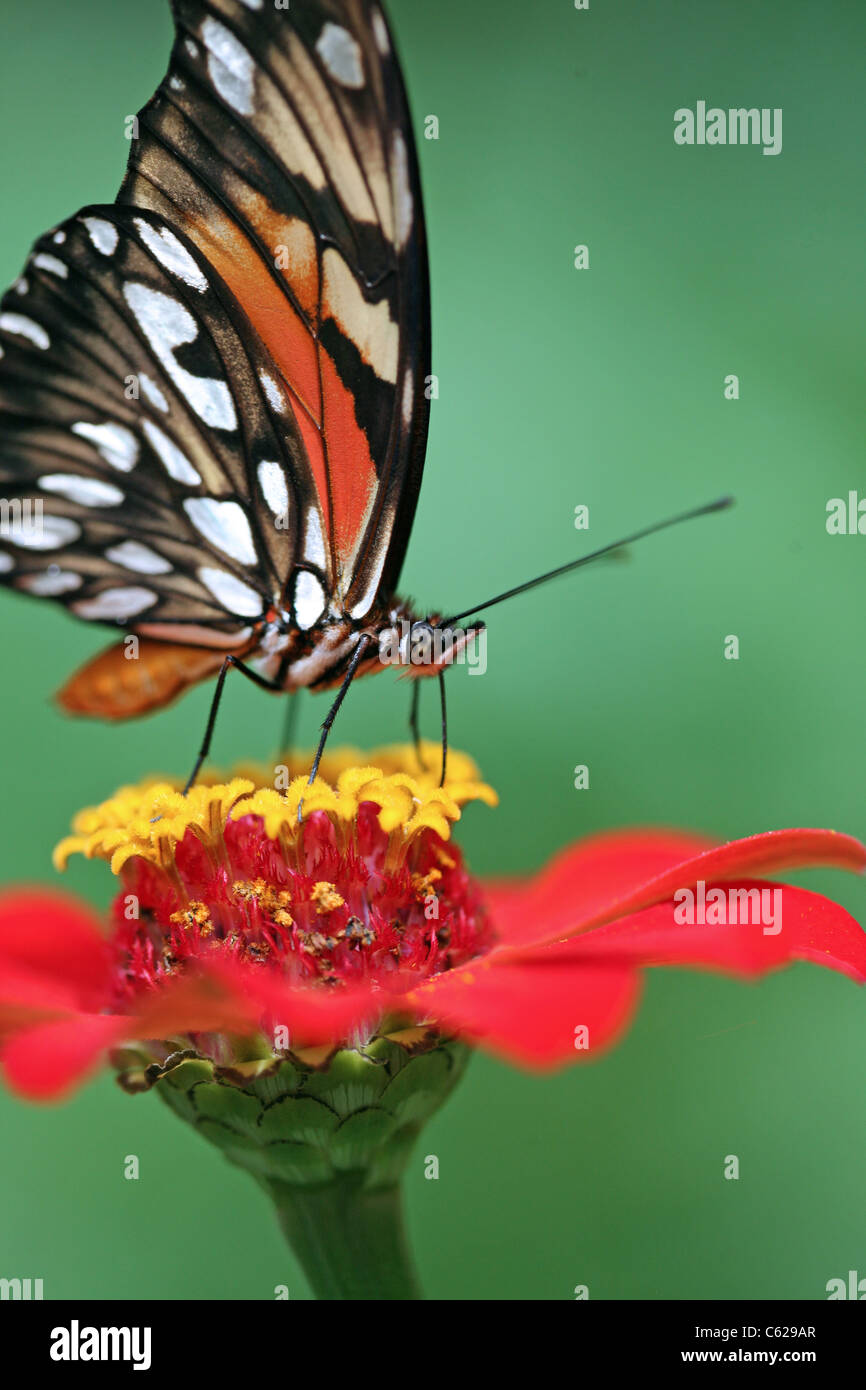 Detail of Monarch butterfly feeding on nectar from a flower. Suchitoto ...
