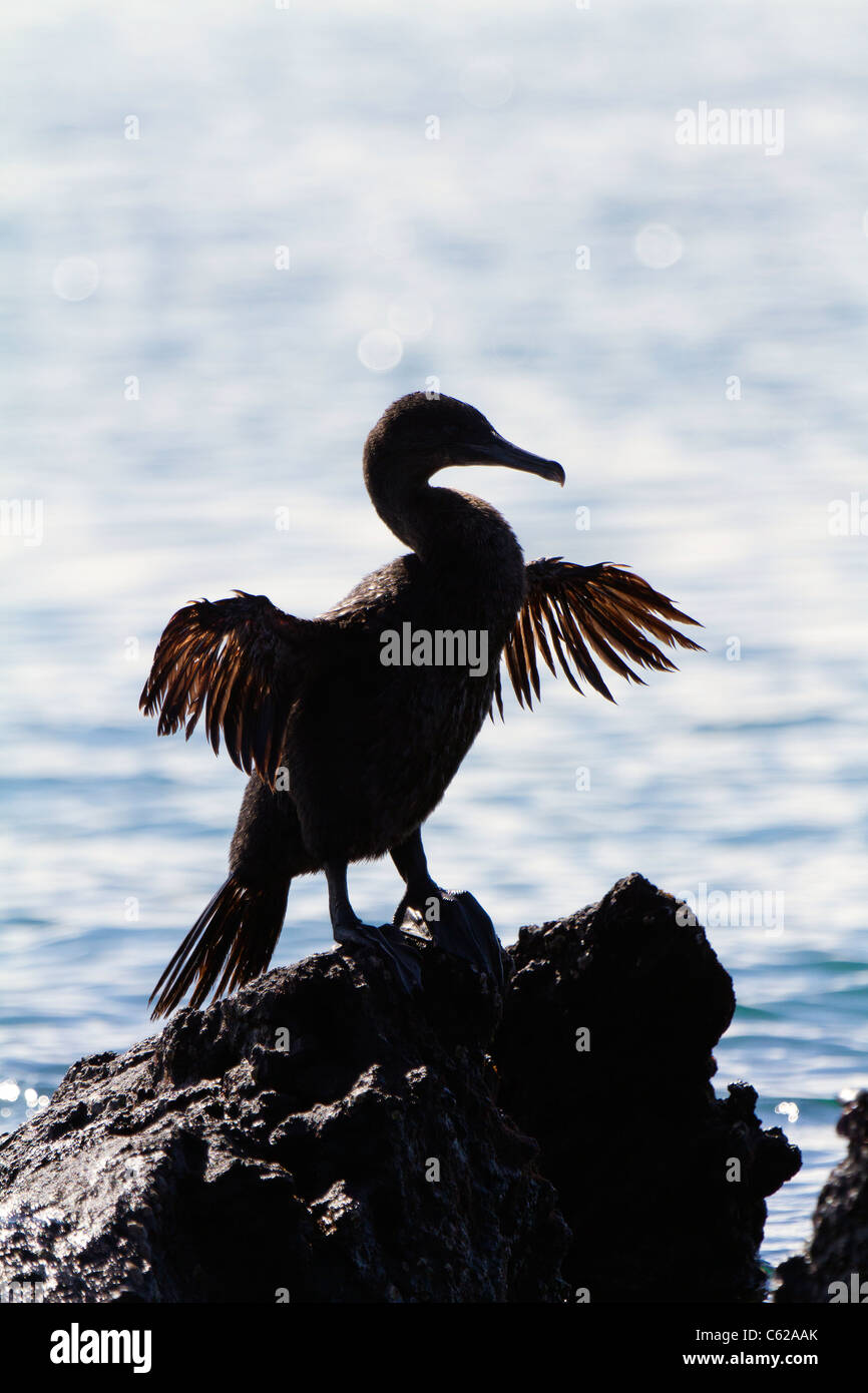 Flightless Cormorant drying it's wings in the sun, Elizabeth Bay, Isabella Island, Galapagos Stock Photo