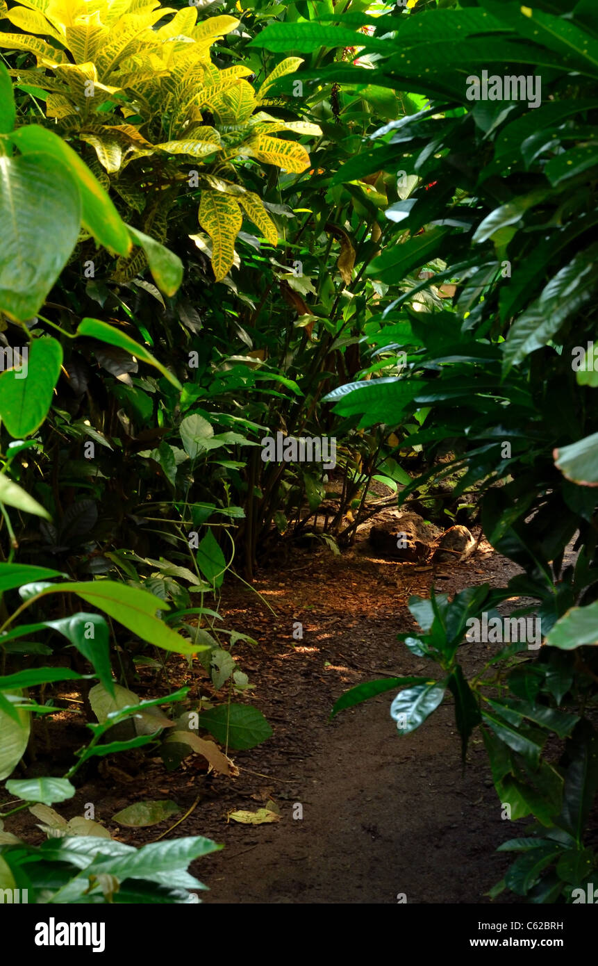 Jungle, Forest, Leaves, Tropical, Burgers' Zoo Stock Photo