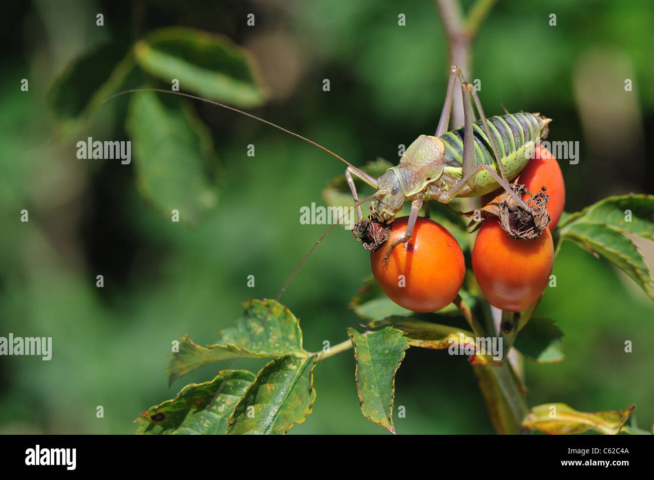 Mediterranean katydid - Saddle-backed bushcricket (Ephippiger ...