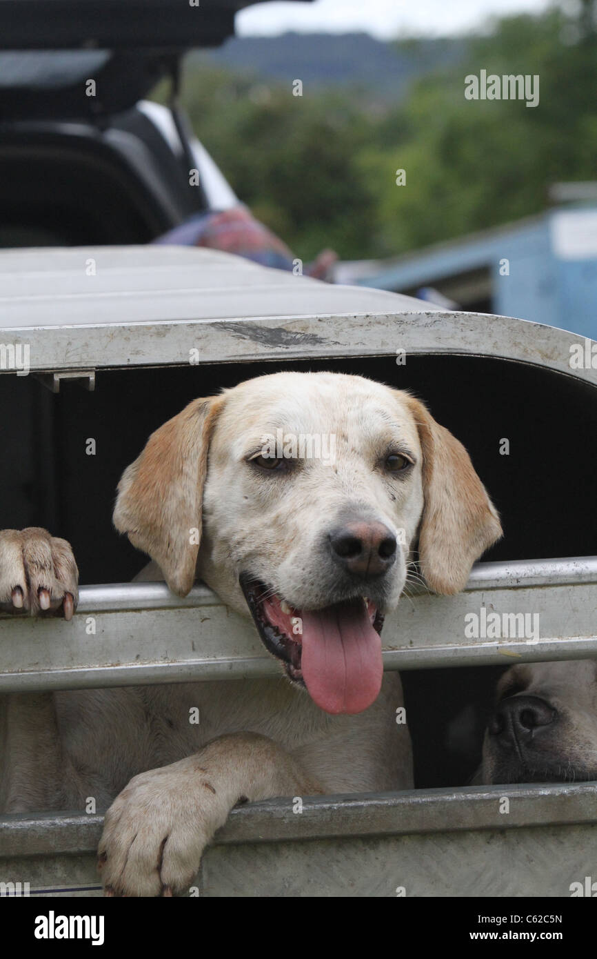 Hound Stock Photo