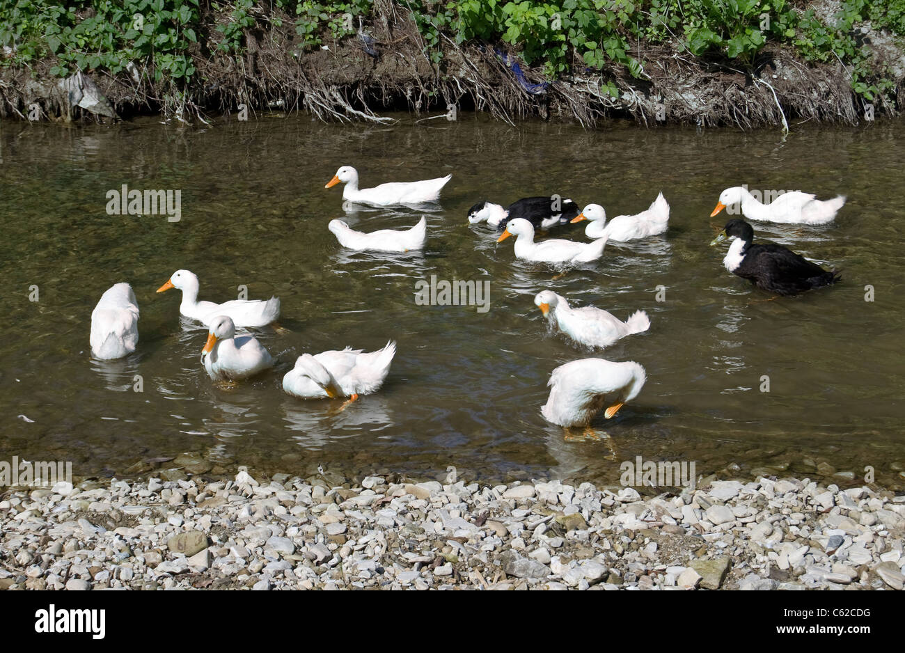 ducks float in the river Stock Photo Alamy