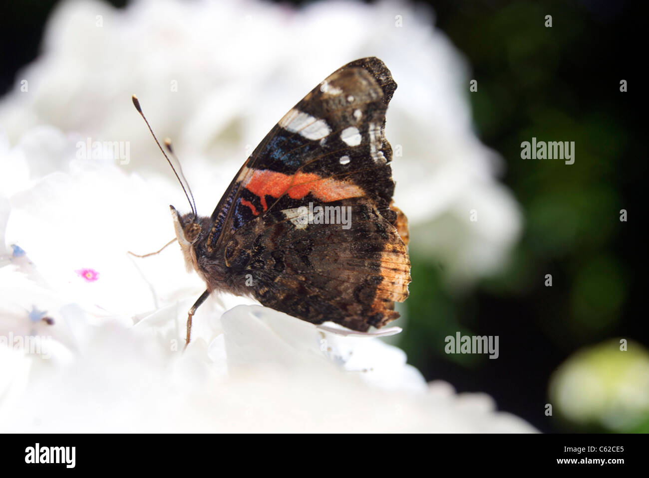 A Monarch Butterfly sitting on a white flower Stock Photo - Alamy