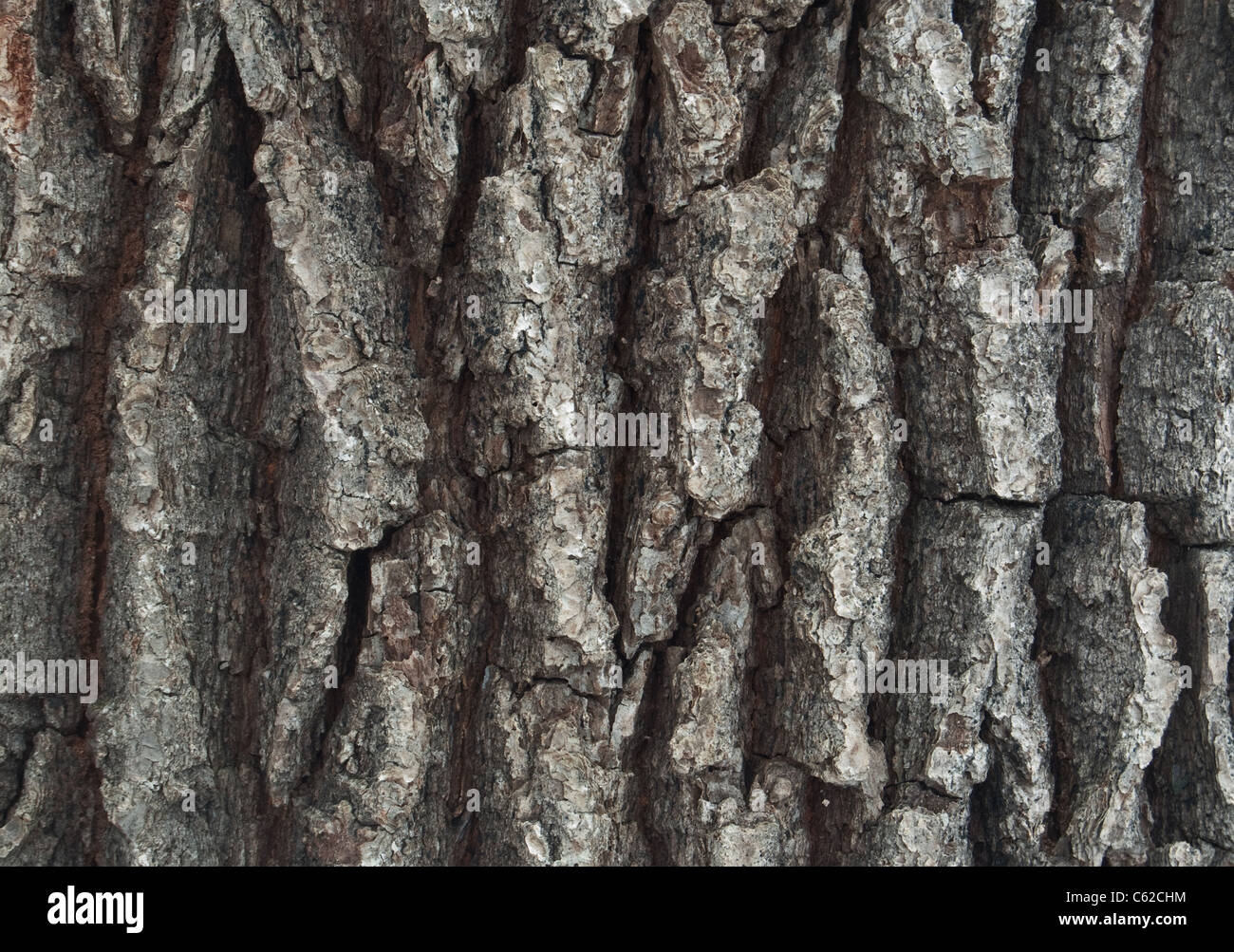 close-up of an oak tree's bark Stock Photo