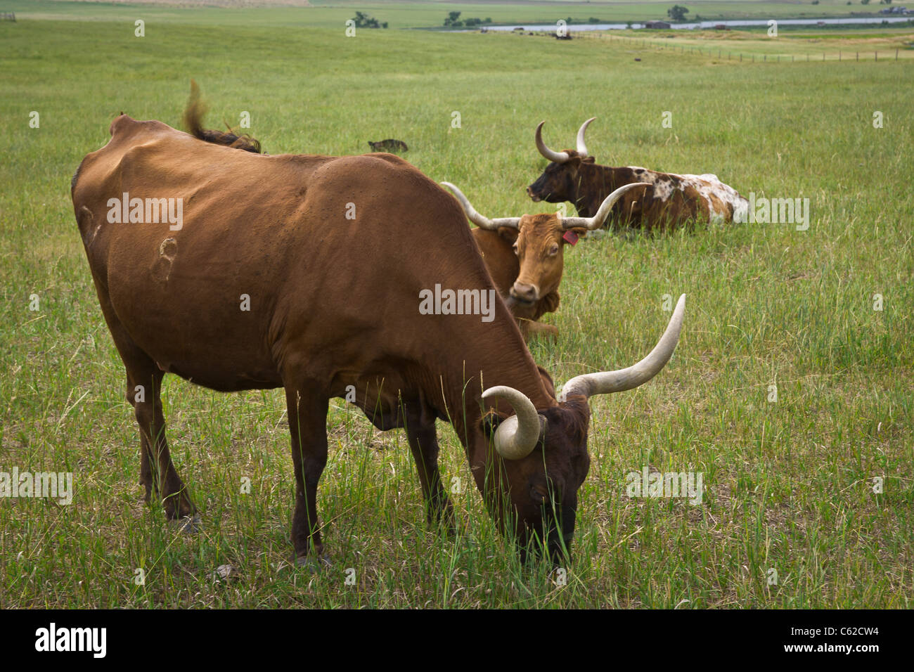 Close up of Texas Longhorns cattle grazing on a prairie rural countryside farmland farming South Dakota SD in USA US landscape horizontal hi-res Stock Photo