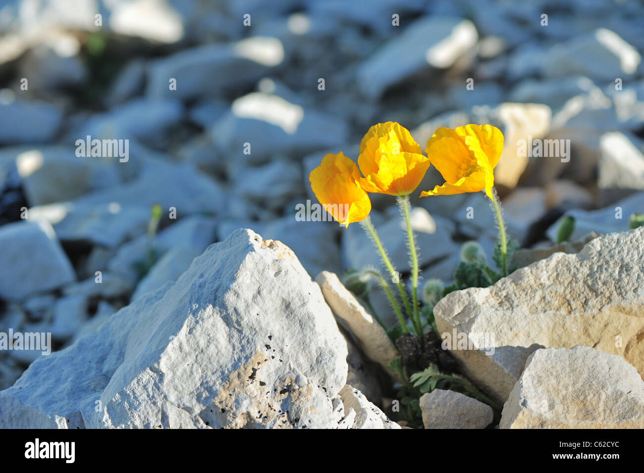 Mount Ventoux poppy - Yellow Alpine poppy (Papaver alpinum ssp rhaeticum) flowering in summer on the top of Mount Ventoux Stock Photo