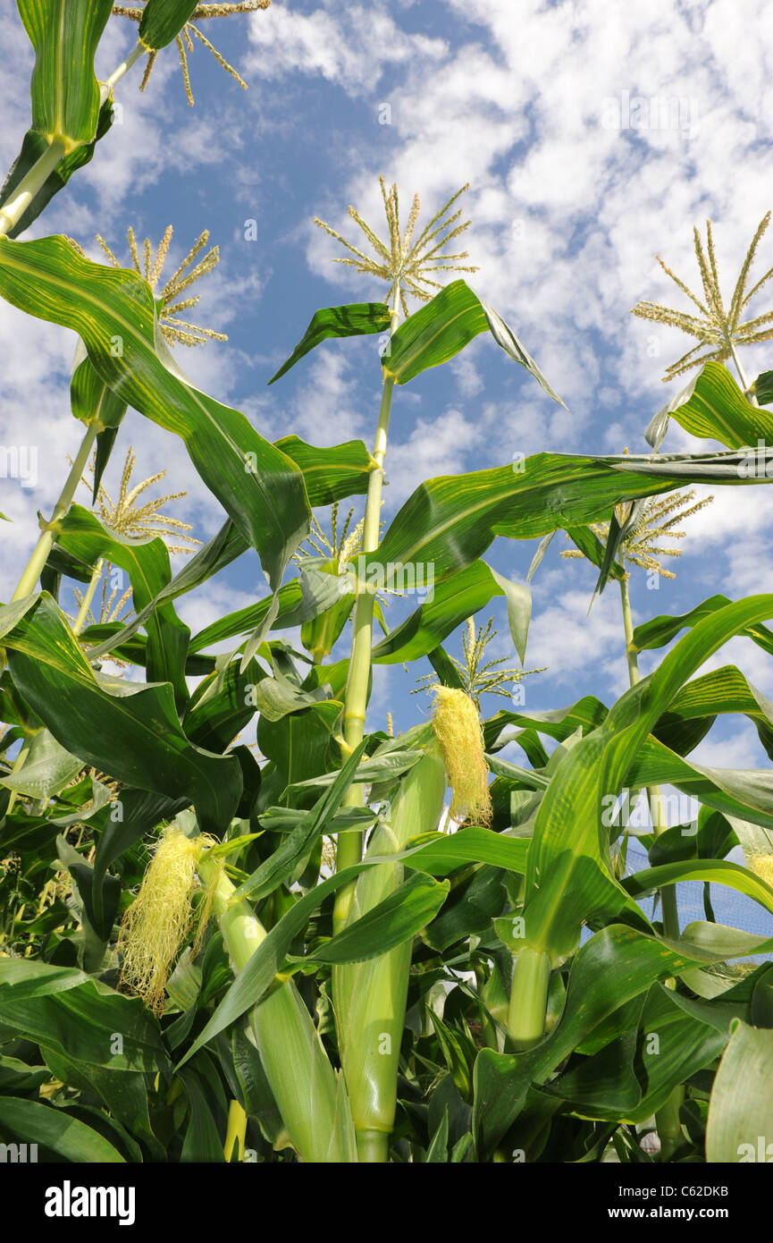 Maize sweet corn hires stock photography and images Alamy