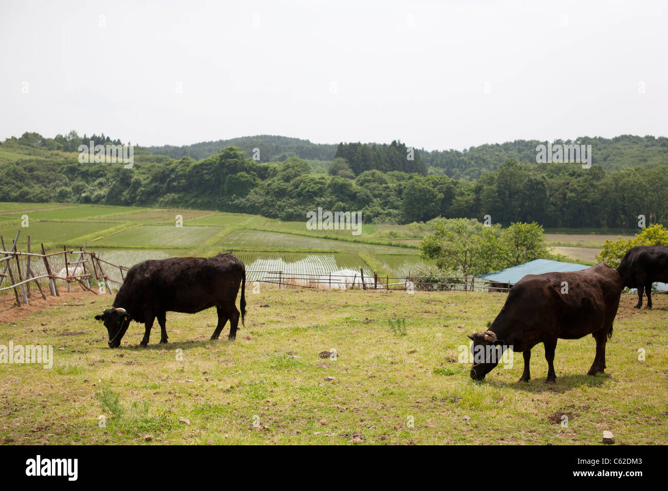 Cows in Sendai Japan Stock Photo Alamy