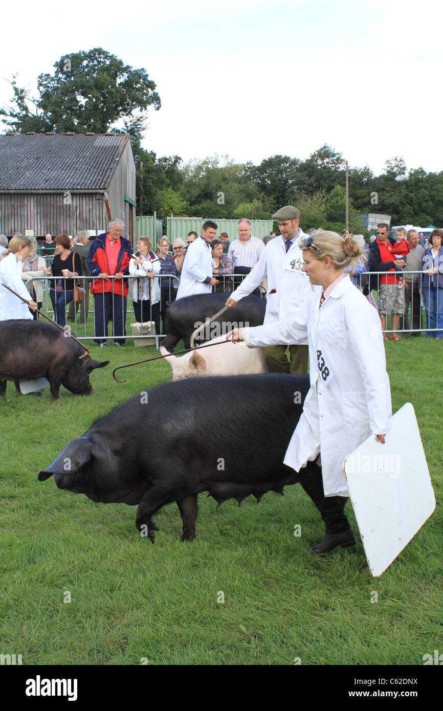 Showing pigs hi-res stock photography and images - Alamy