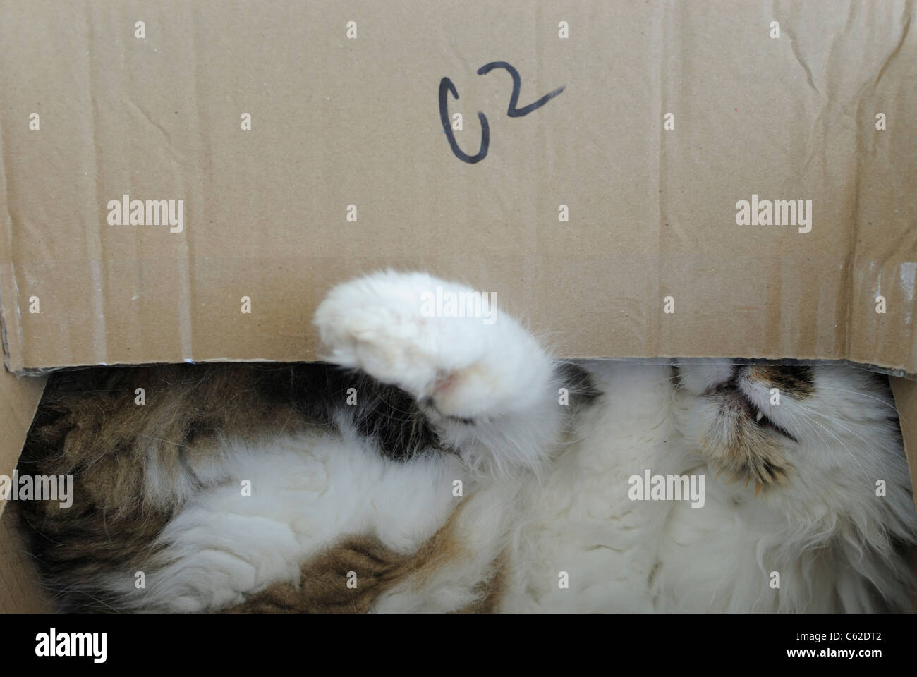 A cat sleeping in a cardboard box Stock Photo Alamy