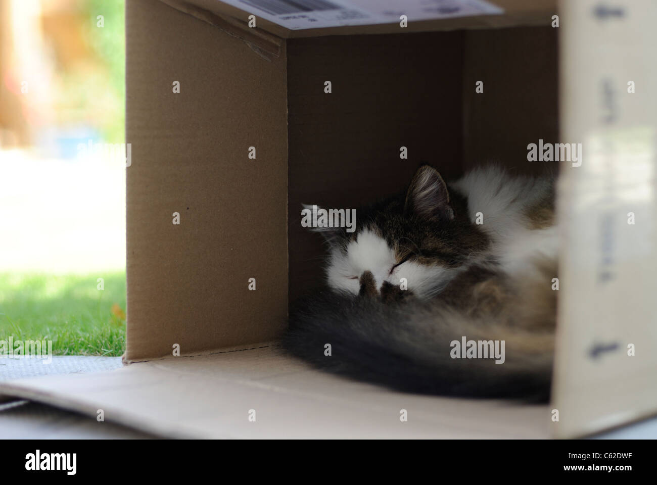 A cat sleeping in a cardboard box outdoors in a garden. Stock Photo