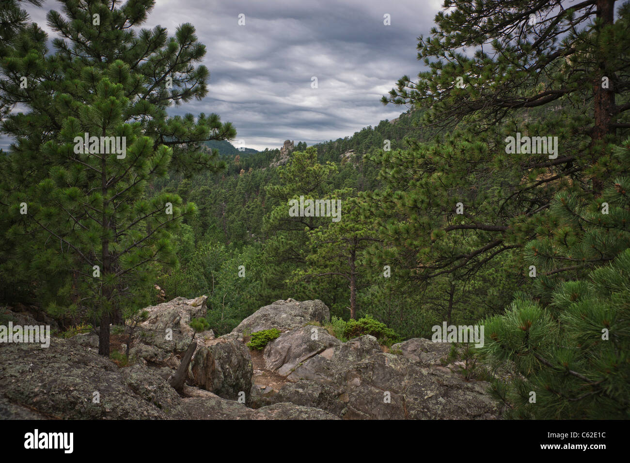 Scenic pine and spruce covered mountains landscape view in Black Hills in South Dakota Stock Photo