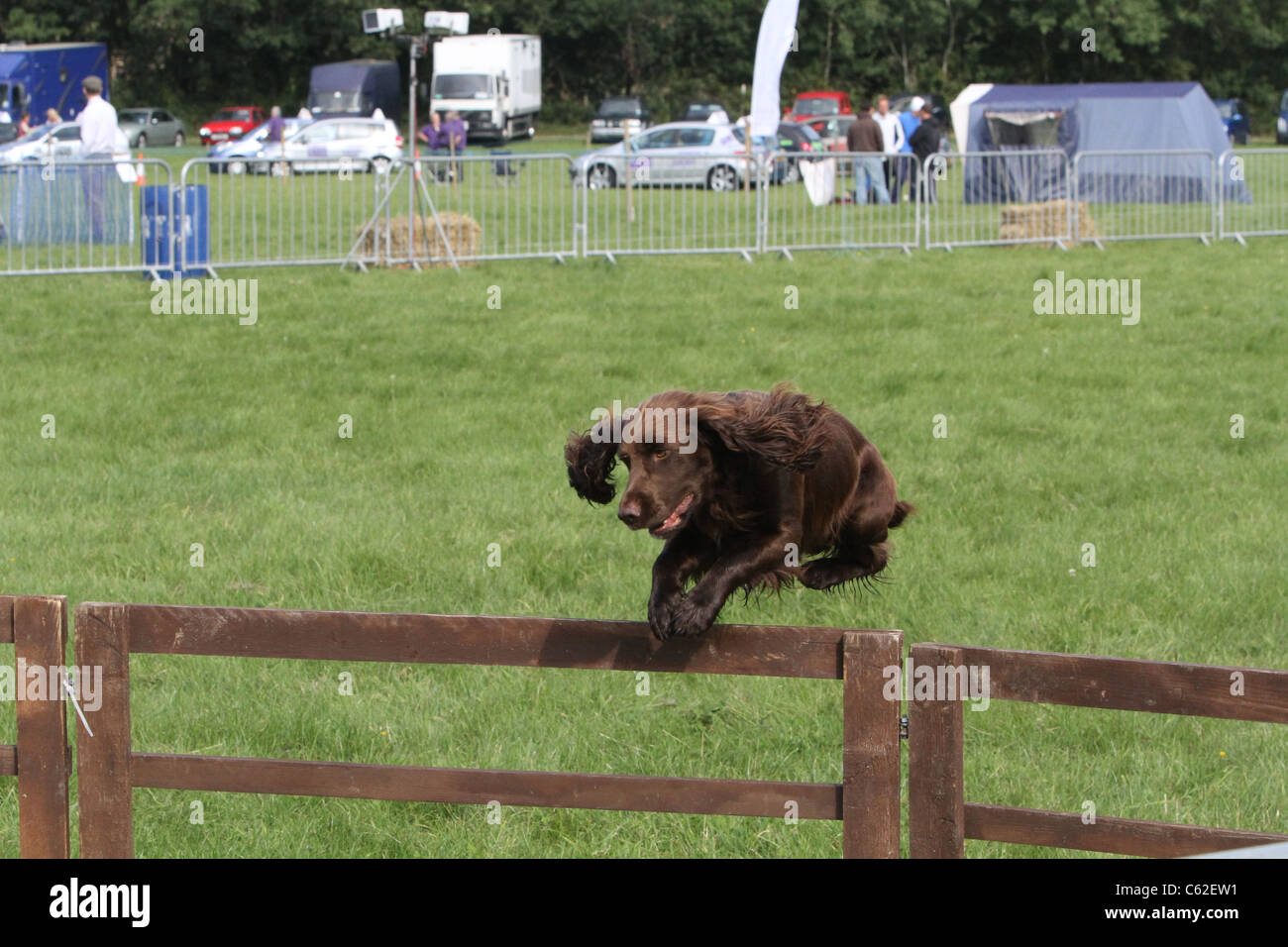 Gun Dog Stock Photo