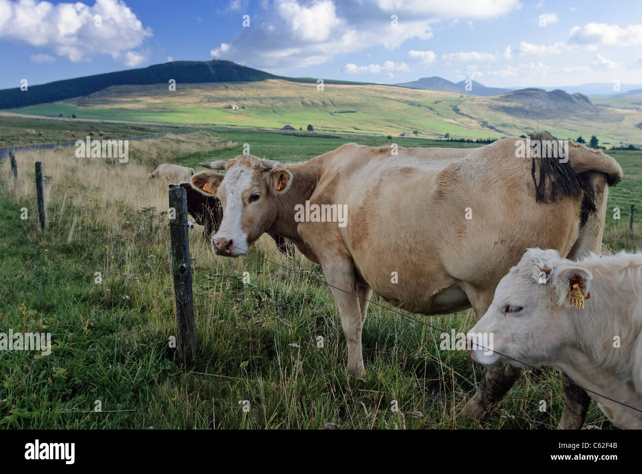 Cows grazing on volcanic plateau, Haute Loire departement, Auvergne region, France. Stock Photo