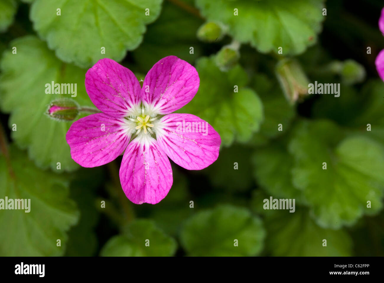 Stork's bill geranium, Erodium variabile, also known as Erodium reichardii 'Bishop's form' Stock Photo