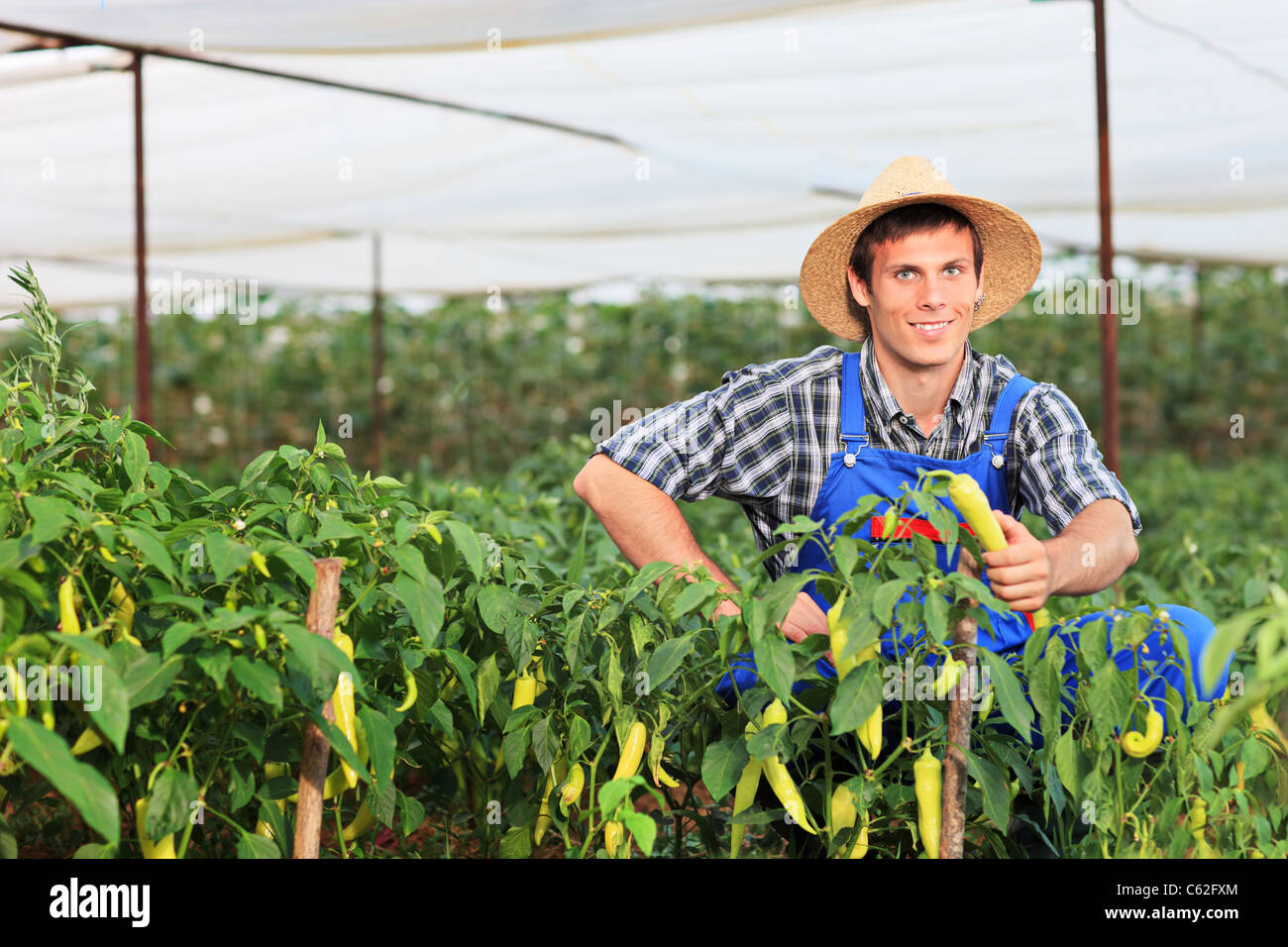 Разведение крупного рогатого скота. Человек который занимается хозяйством. Человек который занимается хозяйством. Farming people. Когда человек заниматься земледелием.