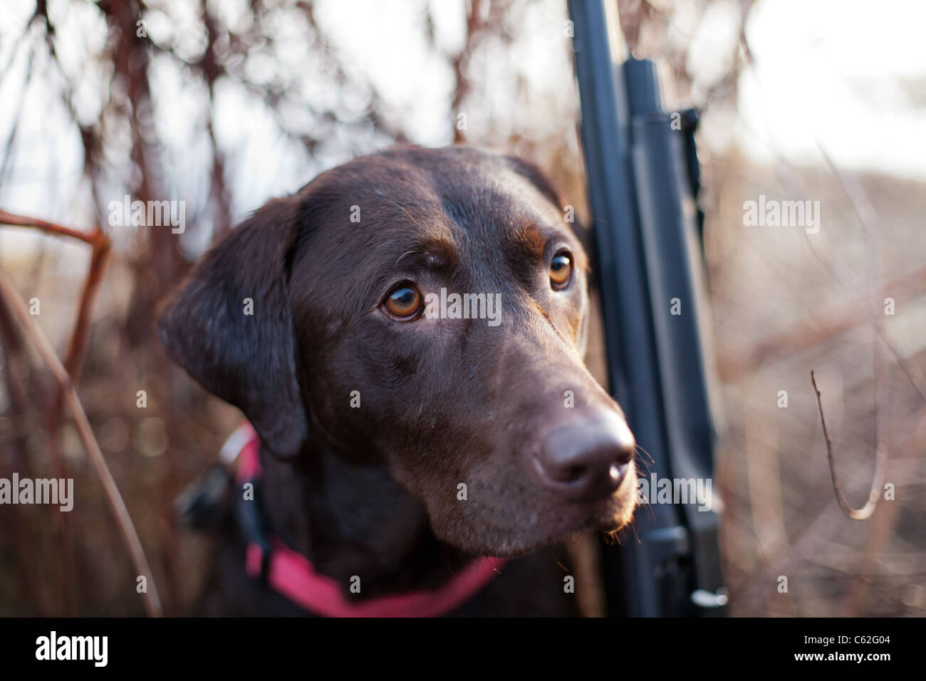 Black lab hunting hires stock photography and images Alamy
