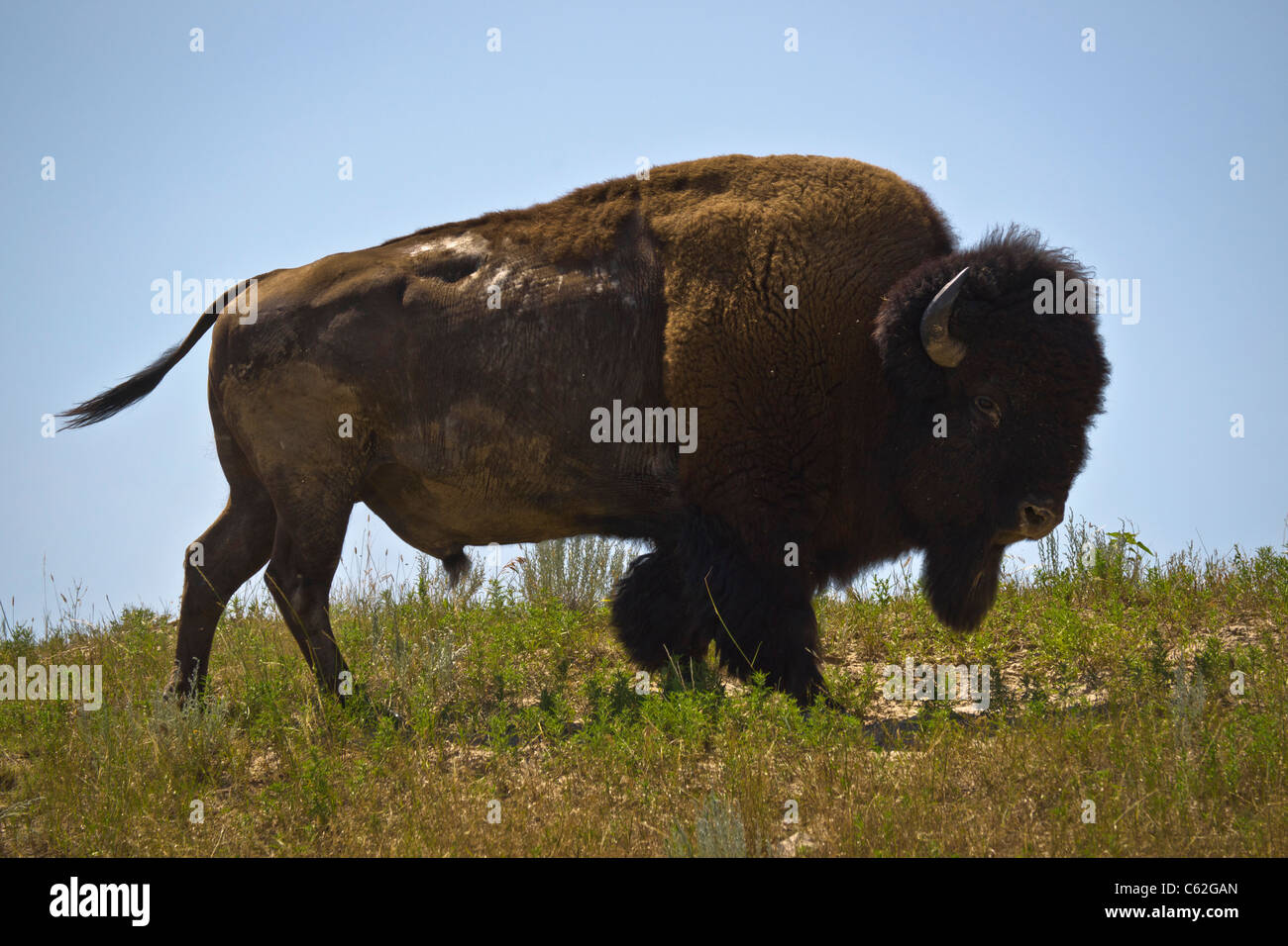 Pine Ridge Oglala Sioux Reservation South Dakota SD with single bison pictures images photos large high resolution in USA US horizontal hi-res Stock Photo