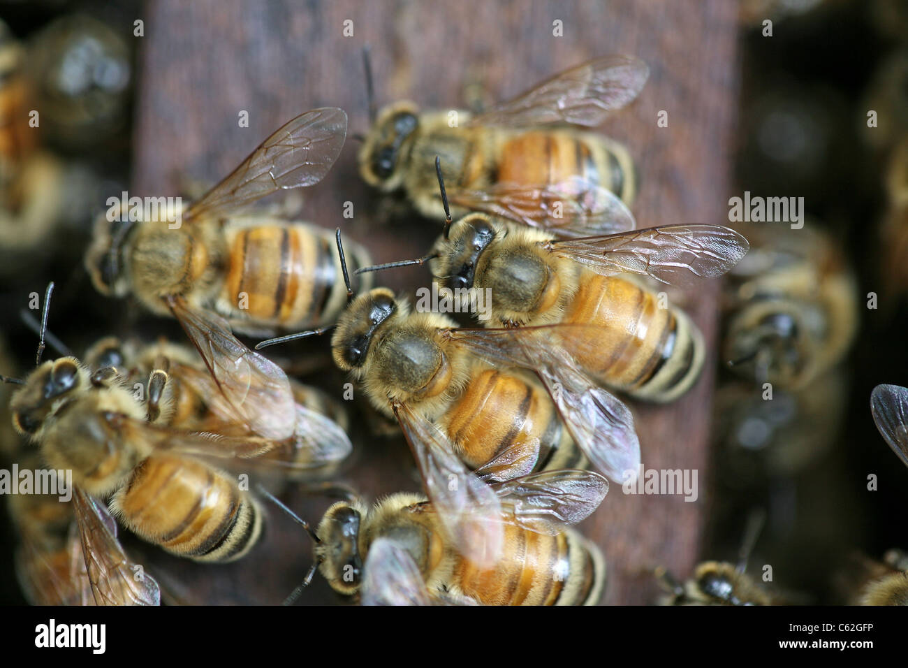 Honey bees at work in their hive. Da Lat, Lam Dong, Vietnam, South-East Asia, Asia Stock Photo