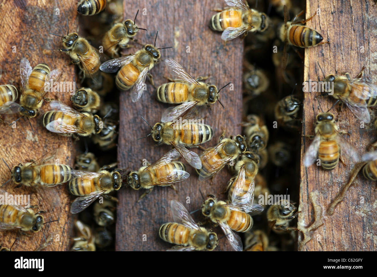 Honey bees at work in their hive Stock Photo
