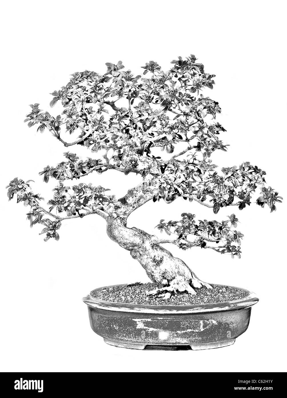 Japanese Bonsai Tree Sketch Design Stock Illustration 2043370838   Shutterstock