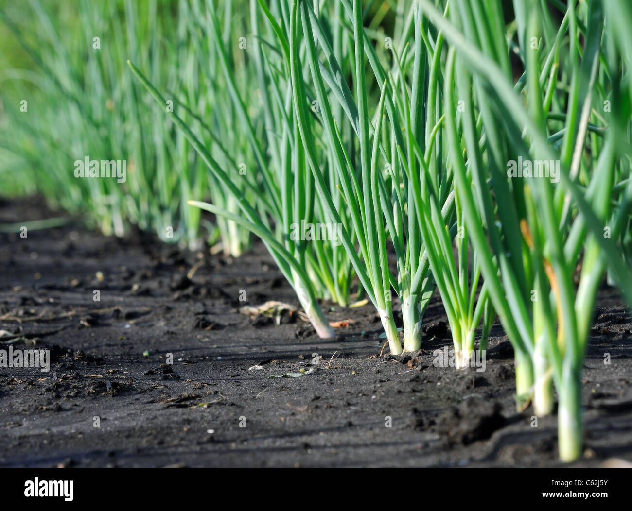onion plantation in the vegetable garden Stock Photo