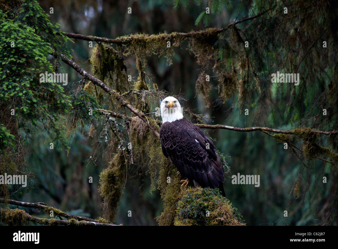 Eagle observatory hi-res stock photography and images - Alamy