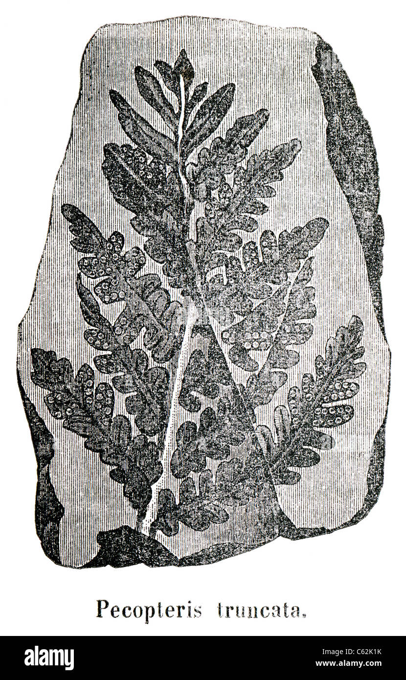 Ancient fossil. Pecopteris truncata. The book 'Natur und Offenbarung' 1861. Volume 7. Stock Photo