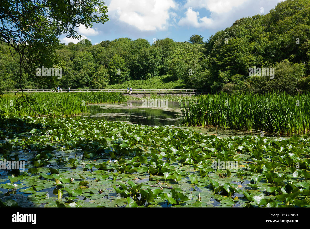 Bosherston lakes hi-res stock photography and images - Alamy