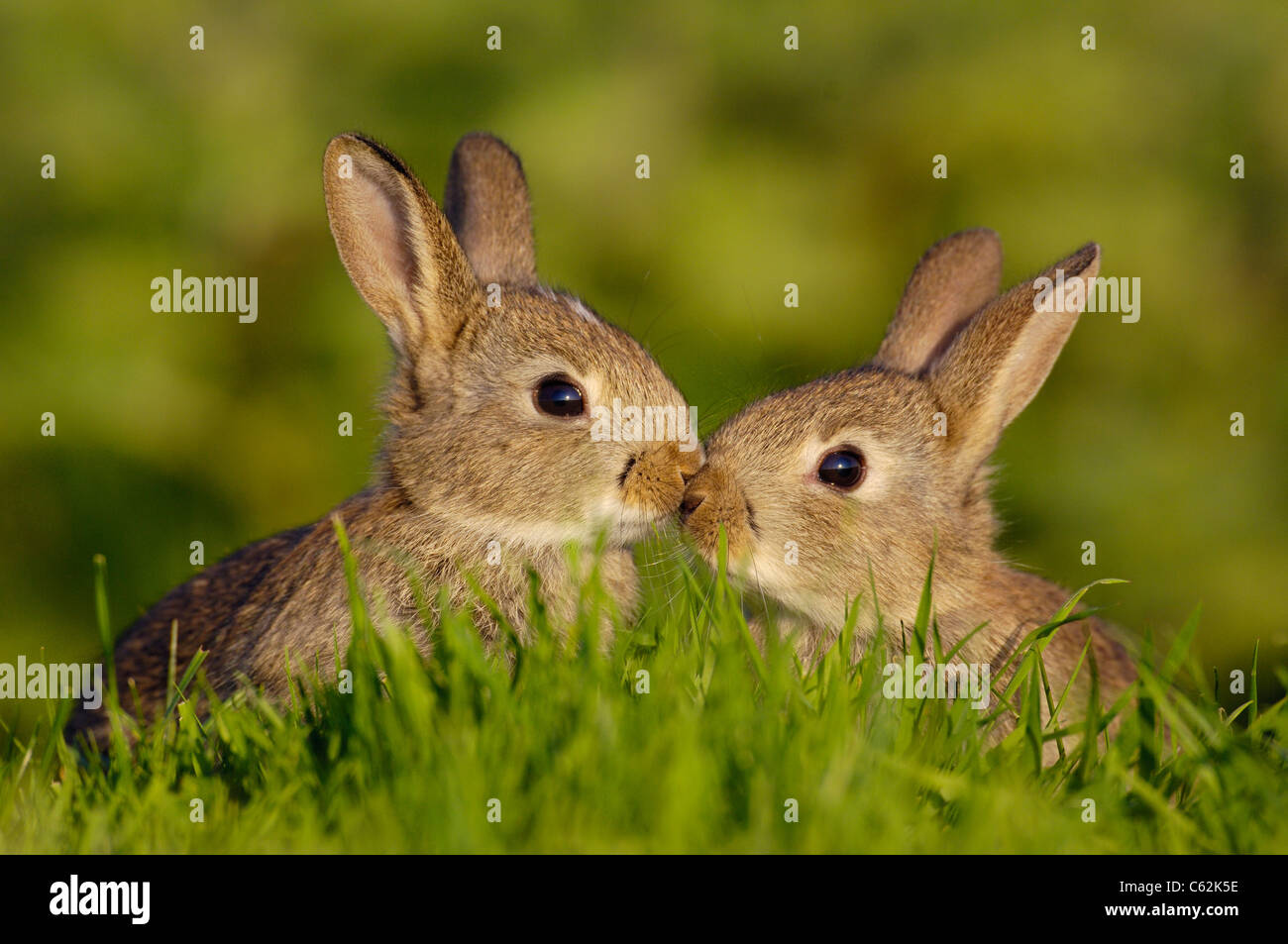 RABBIT Oryctolagus cuniculus  A pair of young rabbits, or kittens, briefly touch noses in a touching moment Norfolk, UK Stock Photo