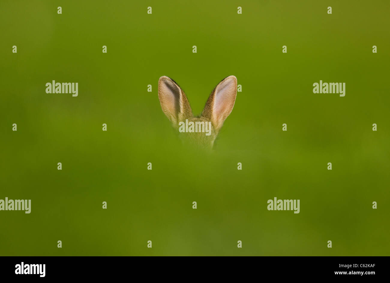 Rabbit Oryctolagus Cuniculus An Alert Rabbits Ears Poke Out Above A Grass Bank Norfolk Uk Stock Photo Alamy Rabbit Oryctolagus Cuniculus An Alert Rabbits Ears Poke Out Above A Grass Bank Norfolk Uk Stock Photo Alamy