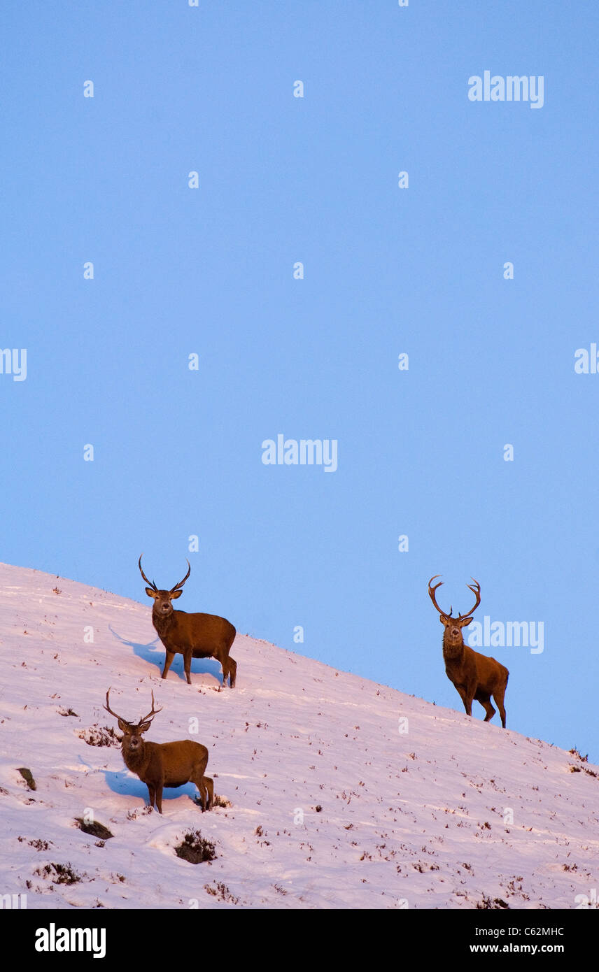 RED DEER Cervus elaphus  A group of stags in late evening light in the Scottish mountains Monadhliath Mountains, Scotland, UK Stock Photo
